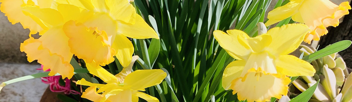 Daffodils the joy of Spring